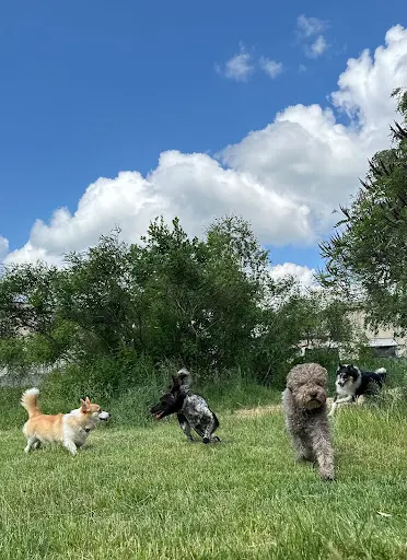 Psilton hotel dla Psów